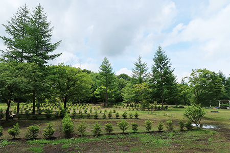 北軽井沢どんぐり山の一番星キャンプ場